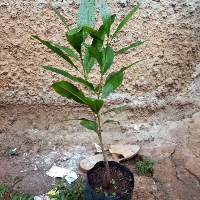 

Terlaris Pohon Bibit Tanaman Buah Jambu Mente / Jambu Monyet Okulasi Unggulan Az