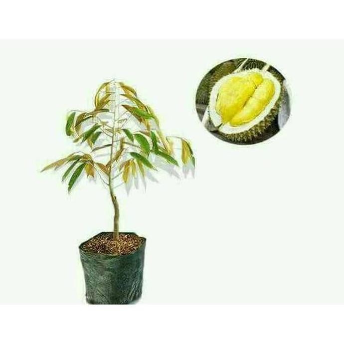 

Terlaris Bibit Durian Bawor Super Unggul