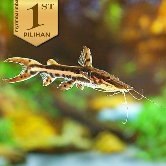 Terlaris Paket Koloni (Isi 10) Tiger Shovelnose Catfish ( Tsn ) Ikan Hias Predator Hiasan Aquarium