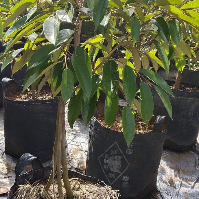 

Terlaris Bibit Durian Bawor Banyumas