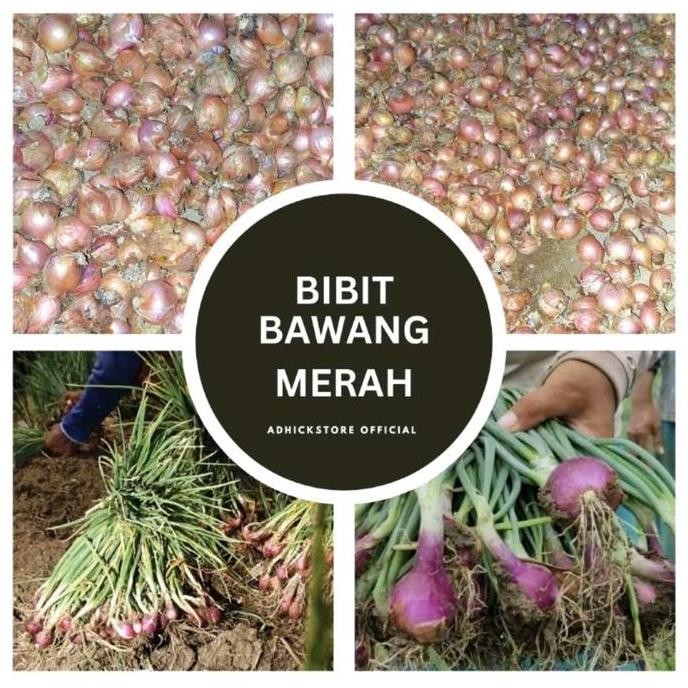 

Terlaris Bibit Bawang Merah Unggul 1Kg - Bibit Bawang Merah Siap Tanam