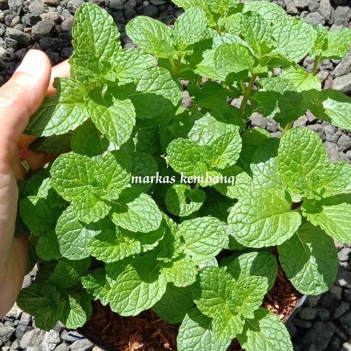 

Terlaris Bibit Daun Mint Pepper Mint