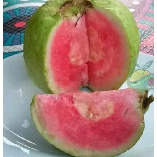 Terlaris Bibit Jambu Biji Red Diamond