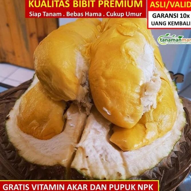 

Terlaris Bibit Tanaman Buah Durian Duri Hitam Unggul, Murah, Bergaransi Terlarissss