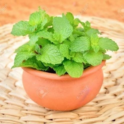 

Terlaris New Bibit Biji Benih Herbal Daun Mint Peppermint Aroma Mentol - Spearmint 100