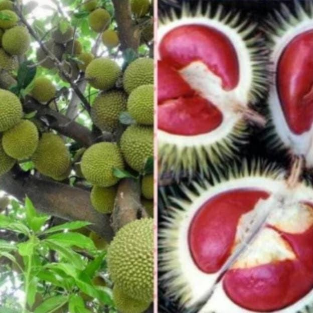

Terlaris Bibit Durian Merah