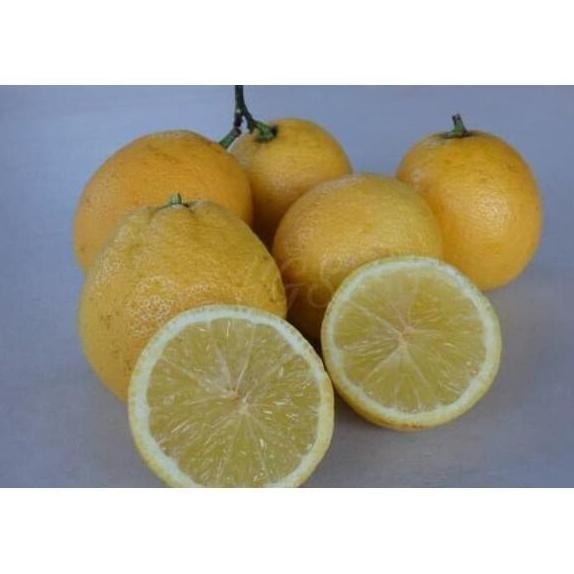 

Terlaris Super Best L4R1S Bibit Tanaman Buah Jeruk Nipis Manis Nimas Bibit