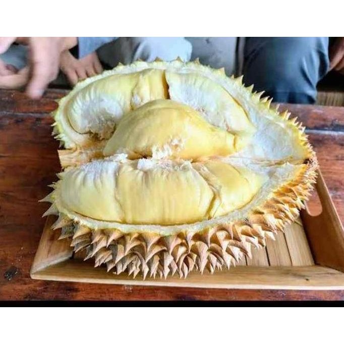 

Terlaris Bibit Durian Oche Kaki 3 Super Unggul