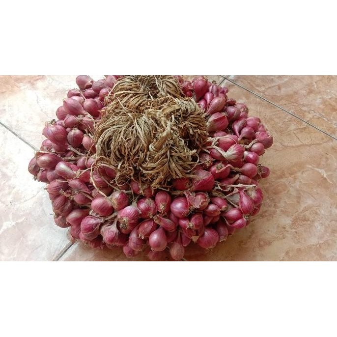 

Terlaris Bibit Bawang Merah Bima Brebes 20 Hsp 1Kg