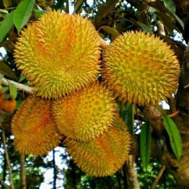 

Terlaris Bibit Durian Duri Hitam Unggul