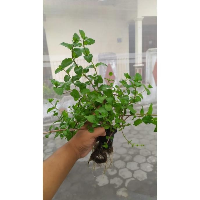 

Terlaris Bibit Daun Mint Hidroponik Murah