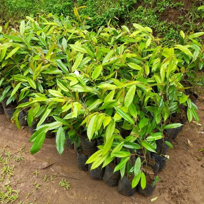 

Terlaris Bibit Pohon Durian Musang King Kaki 1