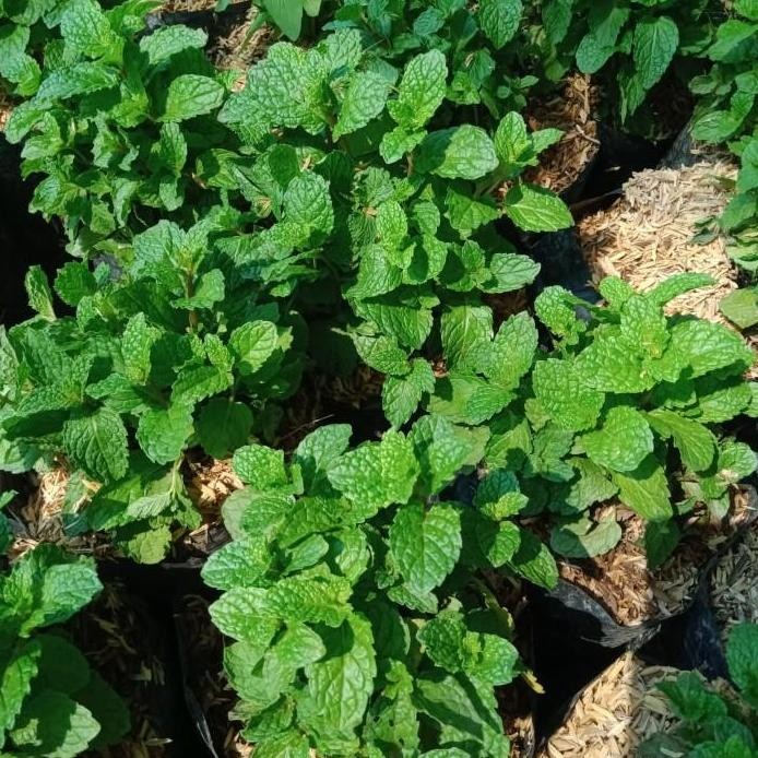 

Terlaris Bibit Daun Mint Super Berkuwalitas Dan Daun Sdh Rimbun.
