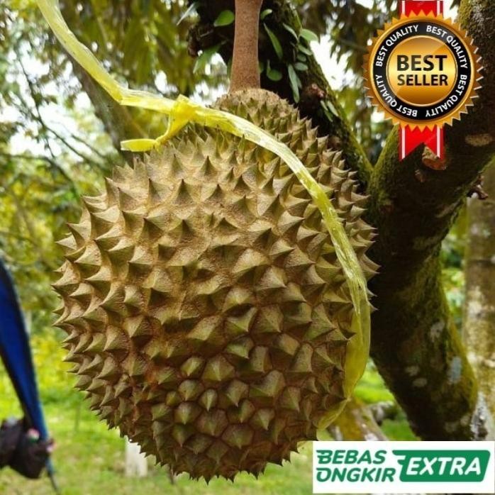 

Terlaris Bibit Durian Musang King Kaki Tiga Hasil Okulasi Unggul Cepat Berbuah