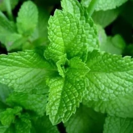 

Terlaris Bibit Daun Mint