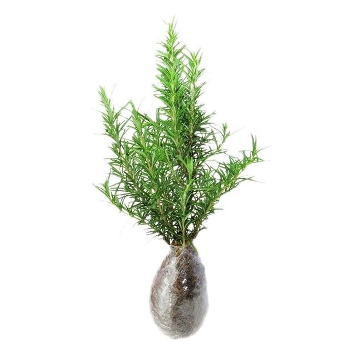 

Terlaris Bibit Tanaman Pengusir Nyamuk Rosemary - Bibit Rosemary - Rosemary - Tanaman Artificial