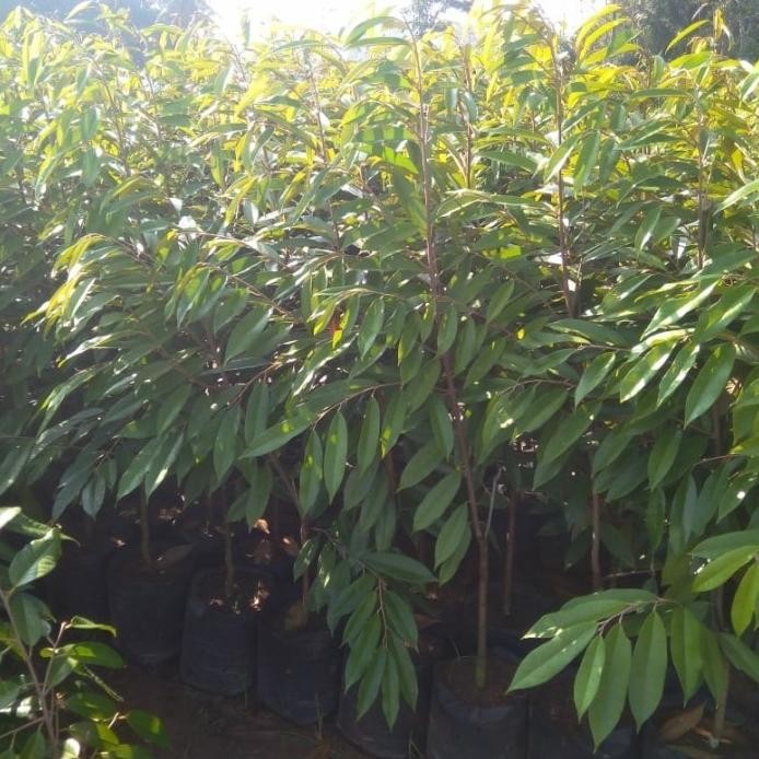 

Terlaris Bibit Durian Musangking,Bawor,Duri Hitam Kaki Tunggal - Montong, 1,5M