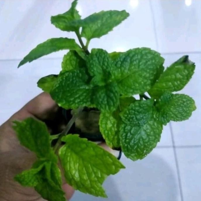 

Terlaris Bibit Tanaman Daun Mint- Bibit Daun Papermint