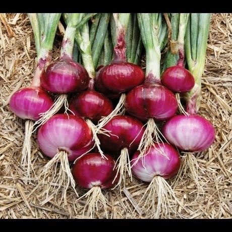

Terlaris Bibit Tanaman Bawang Merah / Red Onion , Untuk Berbagai Masakan