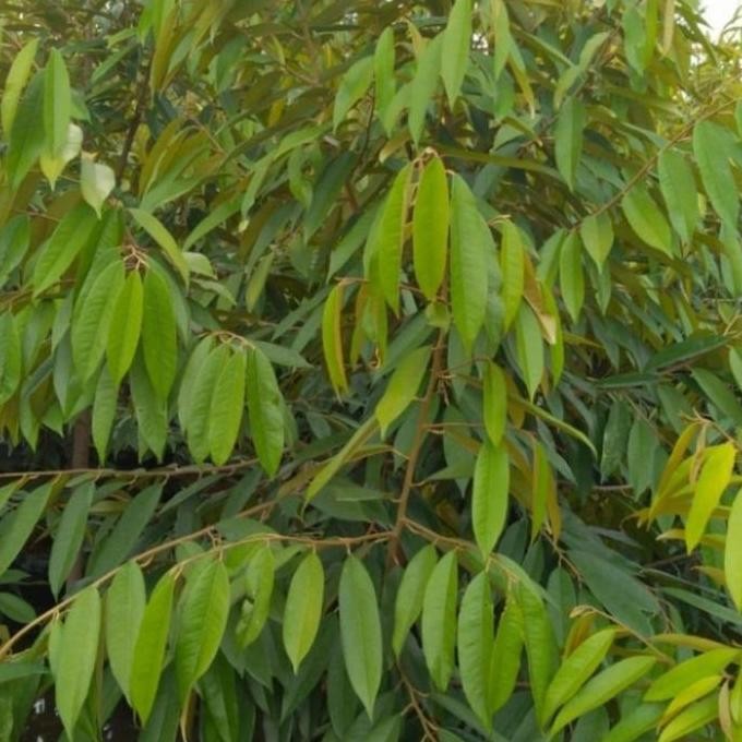 

Terlaris Bibit Pohon Durian Musangking Kaki 3 Asli Berkualitas