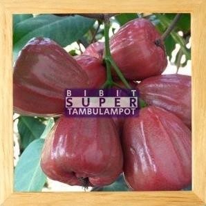 

Terlaris Bibit Tanaman Buah Jambu Air Dalhari Okulasi Stek Cangkok Unggul