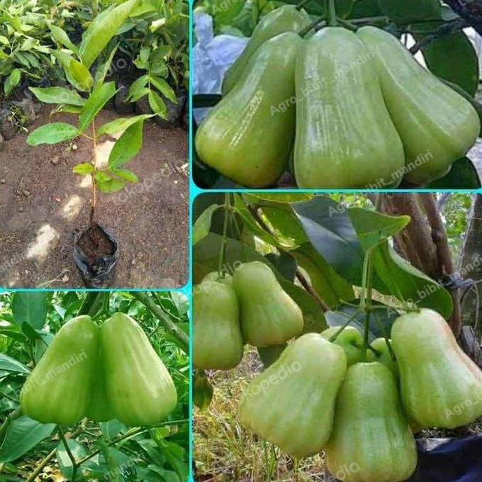 

Terlaris Bibit Tanaman Buah Jambu Air Madu Deli Hijau -Super Genjah