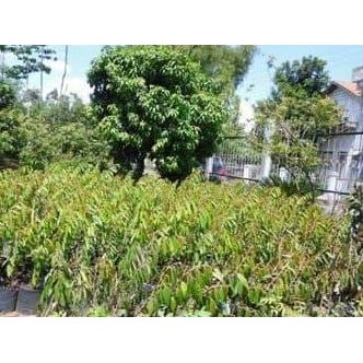

Terlaris Bibit Durian Kani Ini Memang Terbaik