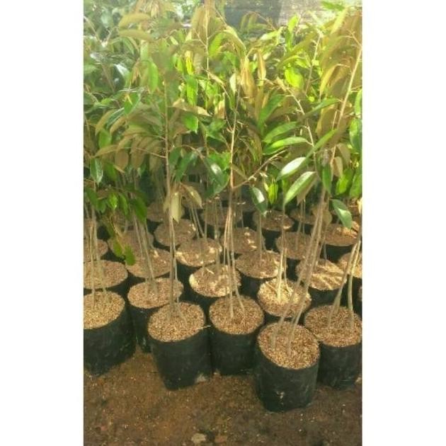 

Terlaris Bibit Durian Musangking 3 Kaki