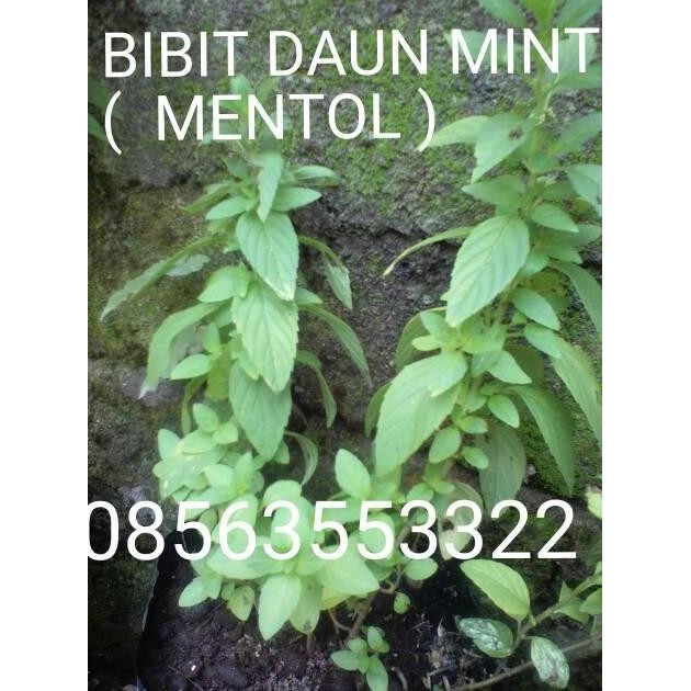 

Terlaris Bibit Daun Mint ( Mentol )