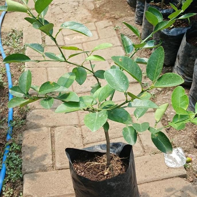 

Terlaris Bibit Buah Jeruk Nipis