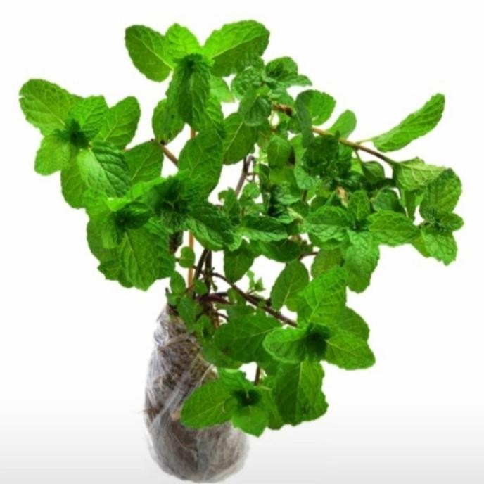

Terlaris Bibit Daun Mint # Tanaman Herbal Pepermint