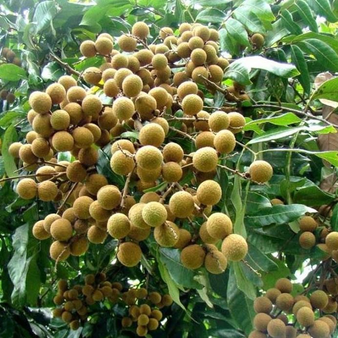 

Terlaris Bibit Kelengkeng Aroma Durian 40Cm