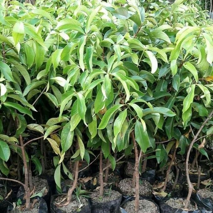 

Terlaris Bibit Buah Jambu Jamaika Beli 3 Gratis 2 Bibit Kayu Putih