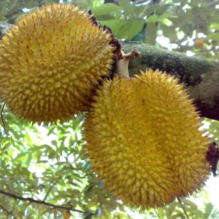 

Terlaris Bibit Buah Unggul Durian Sultan D24 Rasa Manis Legit Dan Tebal.