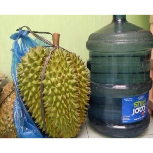 

Terlaris Bibit Durian Bhineka Bawor