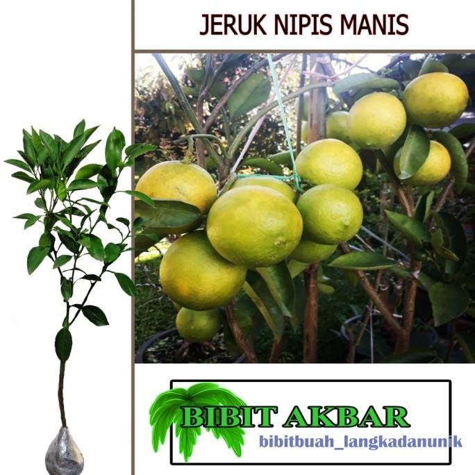 

Terlaris Bibit Tanaman Buah Jeruk Nipis Manis Yadtye 2689Wm