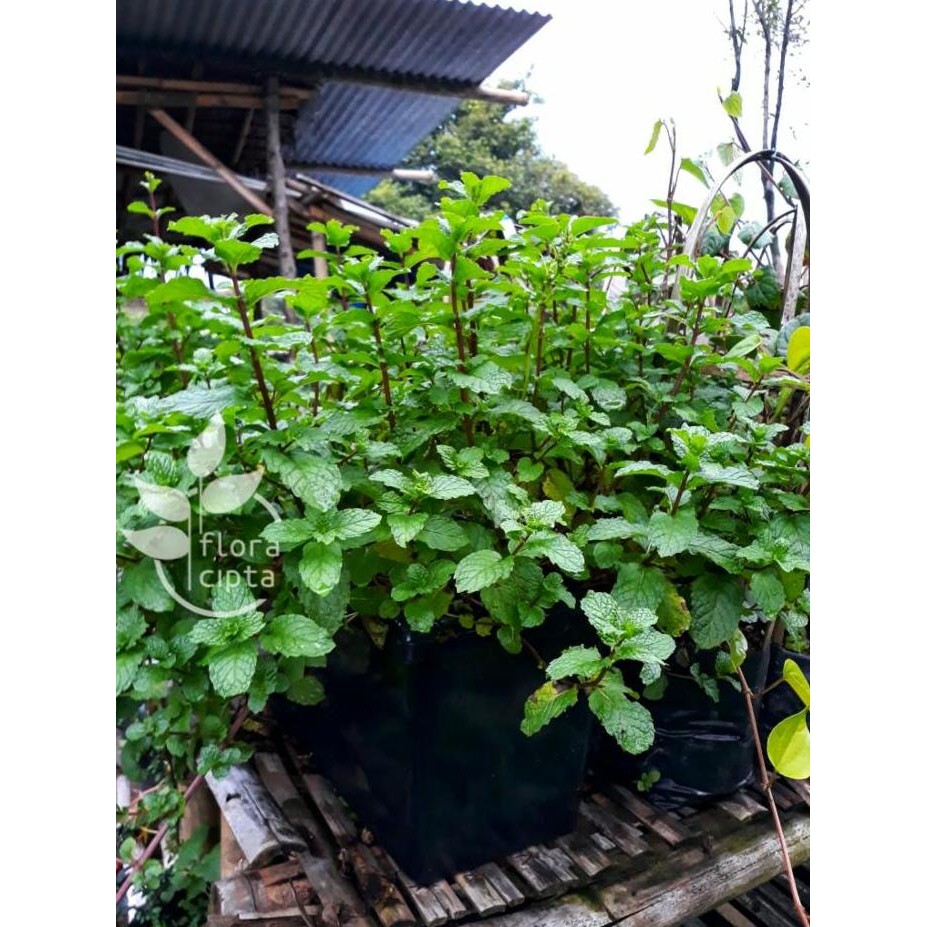 

Terlaris Bibit Tanaman Daun Mint/Daun Spearmint/Mentha-Tanaman Spearmint