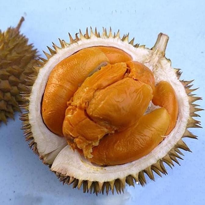 

Terlaris +_+ Bibit Buah Durian Duri Hitam Beli!