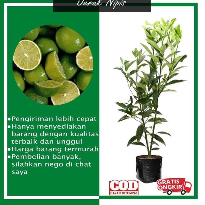 

Terlaris Terlaris Bibit Tanaman Buah Jeruk Nipis Siap Berbuah Super Manteeb