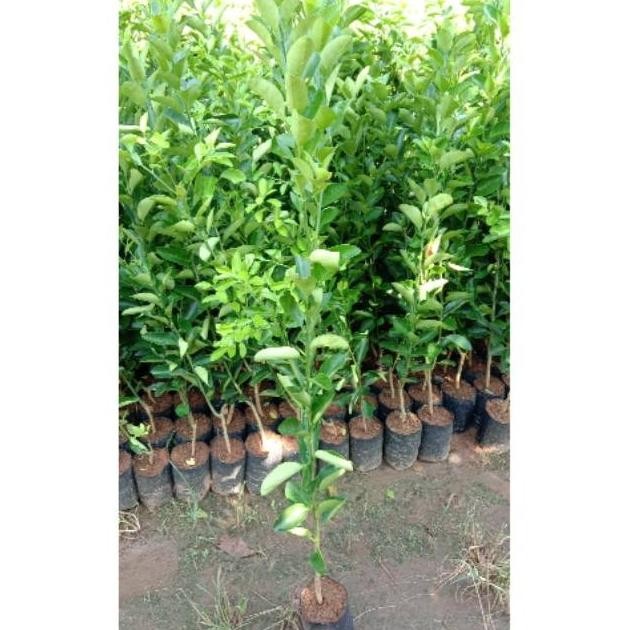 

Terlaris Paket Bibit Jeruk Nipis Jeruk Lemontea Jeruk Purut Murah