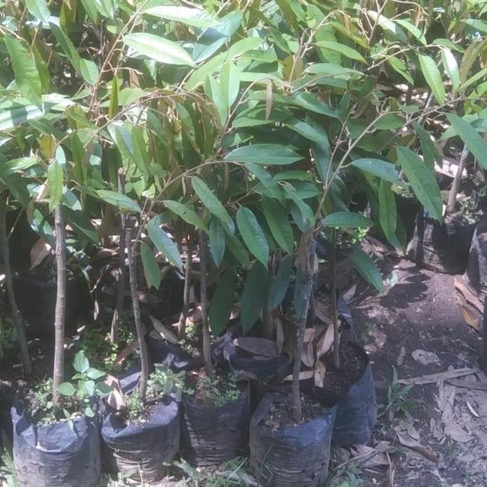 

Terlaris Bibit Durian Musangking Uk 1M Up Super Pilihan