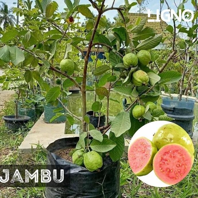 

Terlaris Benih Bibit Biji Jambu Merah Unggulan