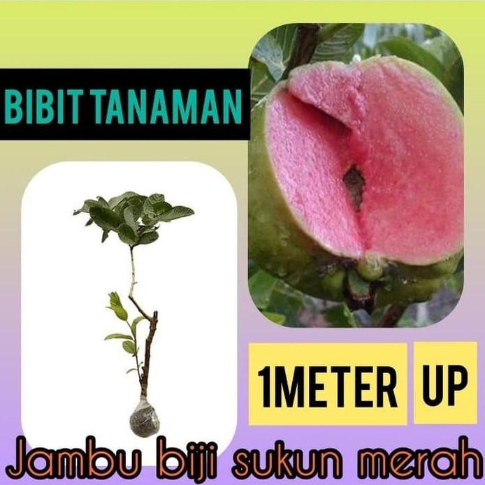 

Terlaris Bibit Jambu Sukun Merah Non Biji 1 Meter Up