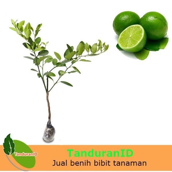 

Terlaris Bibit Tanaman Buah Jeruk Nipis Wlegfx 6343Ly