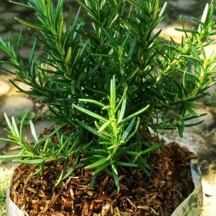 

Terlaris Bibit Tanaman Rosemary Bumbu Masakan Eropa Bunga Rosemary