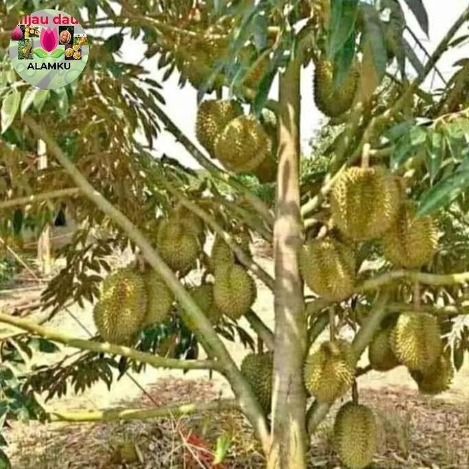 

Terlaris Bibit Durian Monthong Kaki 3 Super Unggul