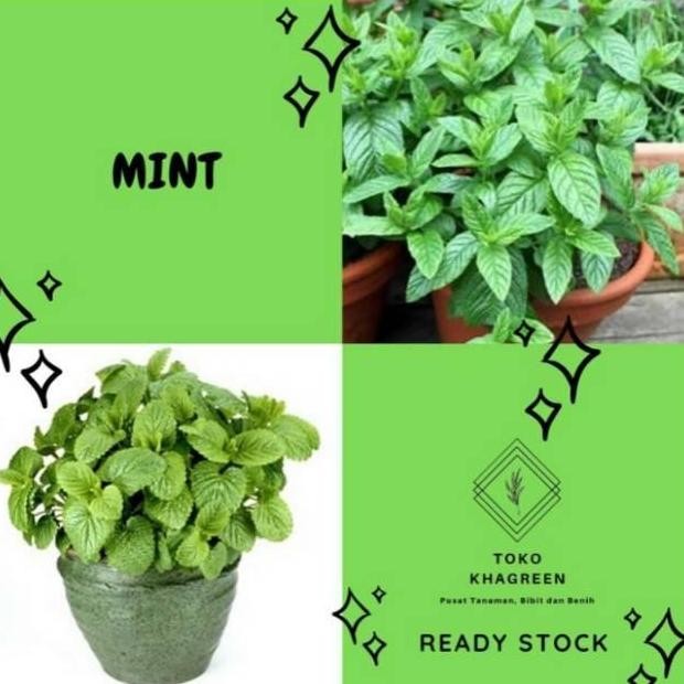 

Terlaris Paket Hemat 5 Bibit Daun Mint // Daun Papermint Paling Laris