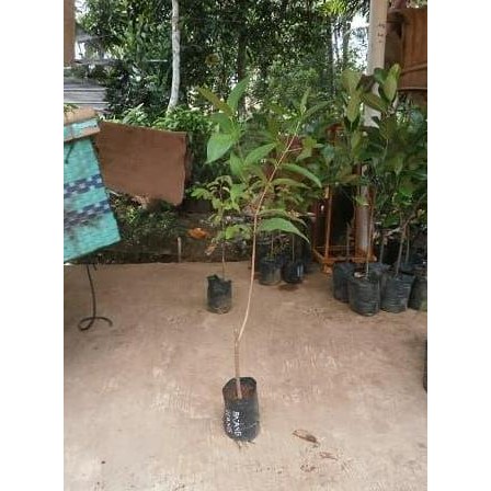 

Terlaris Paket 1 Bibit 7 Tanaman Jambu Air Siap Tanam