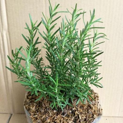 

Terlaris Bibit Rosemary (Dapat Di Konsumsi)