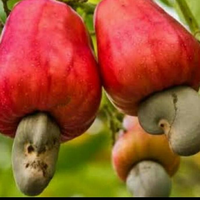 

Terlaris Bibit Jambu Monyet/ Jambu Mente/ Jambu Mede/ Jambu Mete Unggul